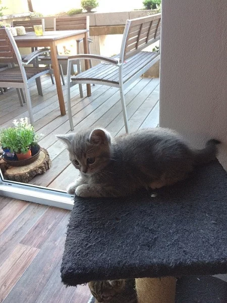 Kotě britská modrá